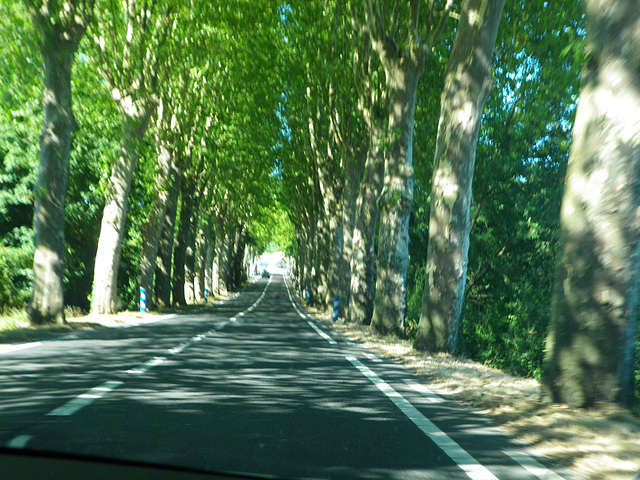 Mortels platanes