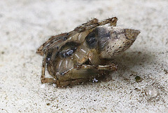 20100509 3173Mw [D~LIP] Spinne, Bad Salzuflen