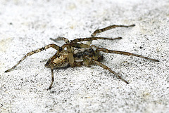 20100509 3174Mw [D~LIP] Spinne, Bad Salzuflen