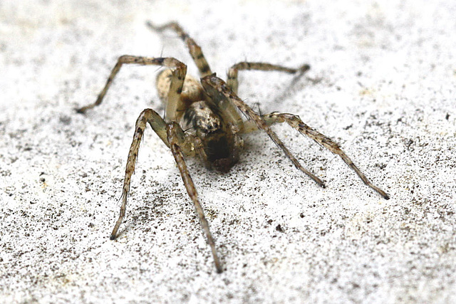 20100509 3175Mw [D~LIP] Spinne, Bad Salzuflen