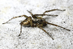 20100509 3176Mw [D~LIP] Spinne, Bad Salzuflen