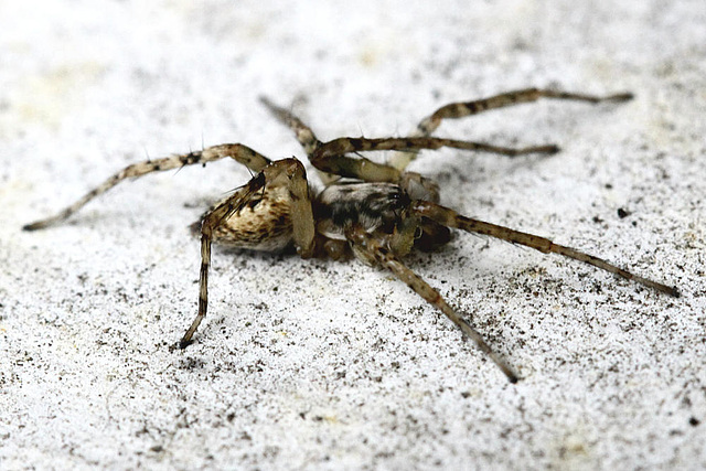 20100509 3176Mw [D~LIP] Spinne, Bad Salzuflen