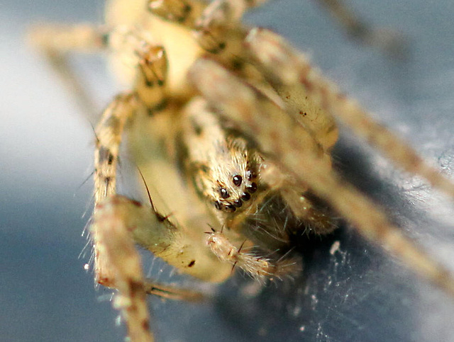 20100509 3184MRw [D~LIP] Spinne, Bad Salzuflen