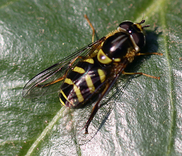 20100517 3940Mw [D~LIP] Schwebfliege, Bad Salzuflen