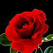 lass es rote Rosen regnen....