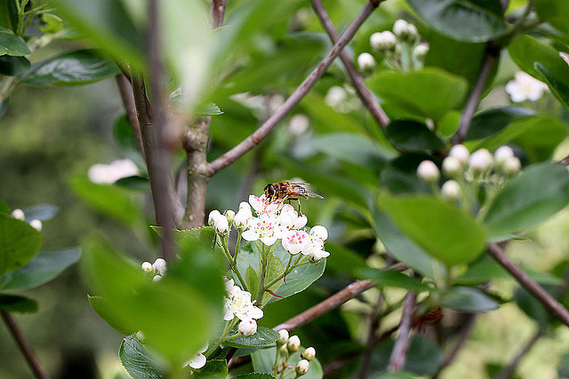 20100509 3215Mw [D~LIP] Fliege, Apfelbeere, Bad Salzuflen