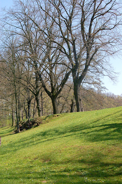 herbejo, deklivo, arboj