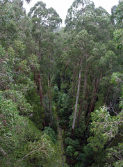 view from the canopy