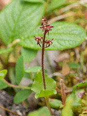 Neottia cordata (Heart-leaf Twayblade orchid)