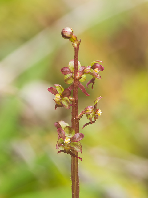 Neottia cordata (Heart-leaf Twayblade orchid)