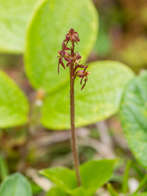 Neottia cordata (Heart-leaf Twayblade orchid)