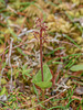 Neottia cordata (Heart-leaf Twayblade orchid)