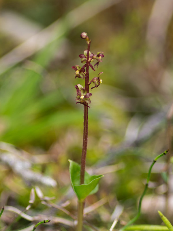 Neottia cordata (Heart-leaf Twayblade orchid)