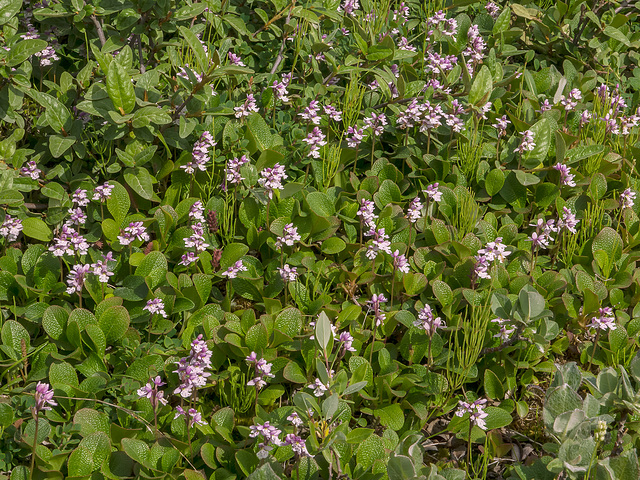 Amerorchis rotundifolia (Round-leaf orchid)