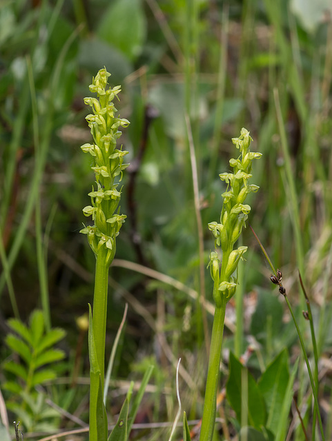 Platanthera aquilonis (Northern Green orchid)