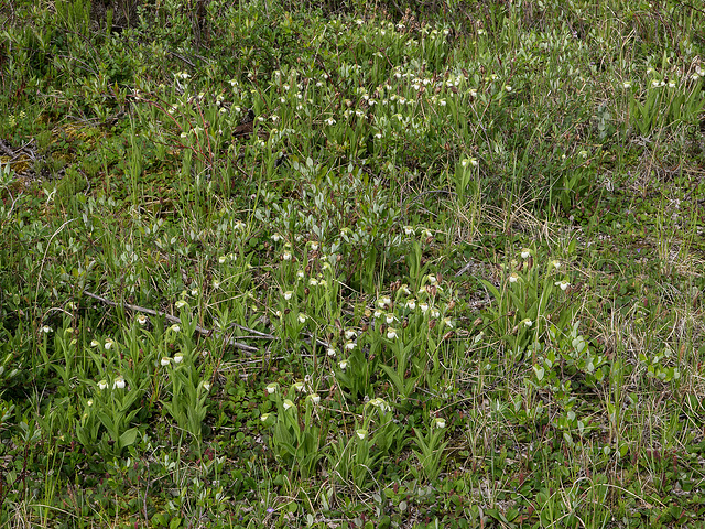 Cypripedium passerinum (Sparrow's-egg Lady's-slipper orchid)