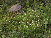 Cypripedium passerinum (Sparrow's-egg Lady's-slipper orchid)