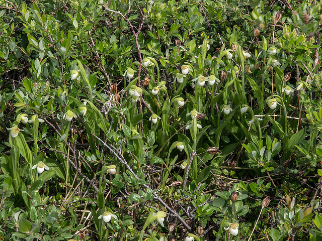 Cypripedium passerinum (Sparrow's-egg Lady's-slipper orchid)