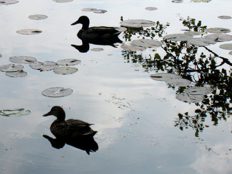 Enten im Gegenlicht