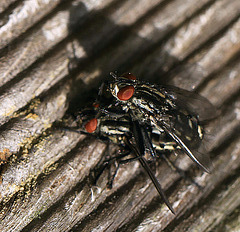 20100505 2872Mw [D~LIP] Graue Fleischfliege, Bad Salzuflen