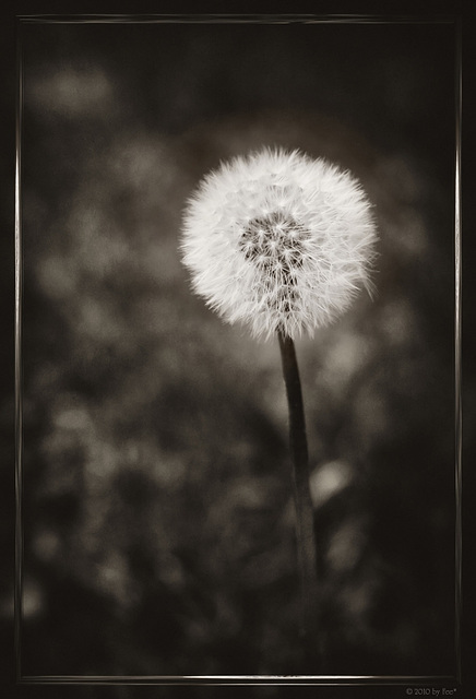 Pusteblume