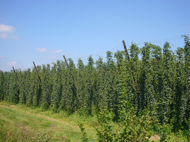 Hallertau - Hopfenfeld