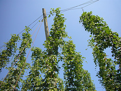 Hopfen