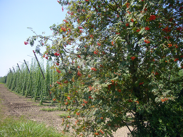 Hallertau - Hopfengarten