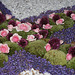 Primiz - Nachbars Blumenteppich