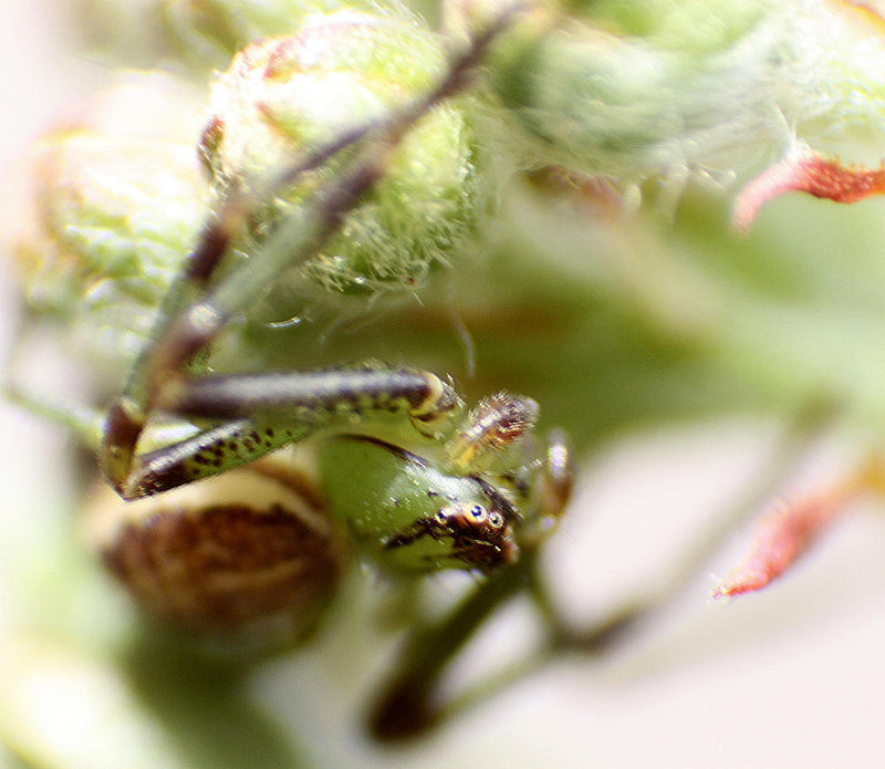 20100422 2309ARw [D-LIP] Grüne Krabbenspinne (Diaea dorsata), Bad Salzuflen