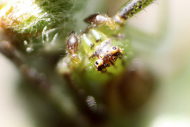 20100422 2324ARw [D-LIP] Krabbenspinne {Grüne-} (Diaea dorsata), Bad Salzuflen