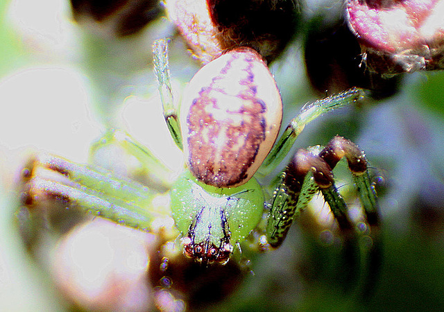 20100422 2326ARw [D-LIP] Krabbenspinne {Grüne-} (Diaea dorsata) Bad Salzuflen