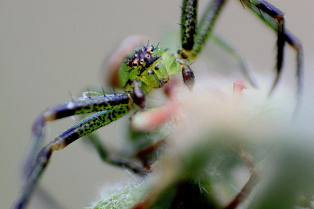 20100422 2327ARw [D-LIP] Krabbenspinne {Grüne-} (Diaea dorsata), Bad Salzuflen