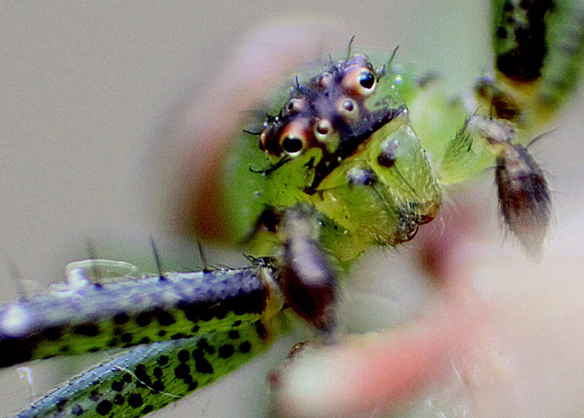 20100422 2328ARw [D-LIP] Krabbenspinne {Grüne-} (Diaea dorsata), Bad Salzuflen