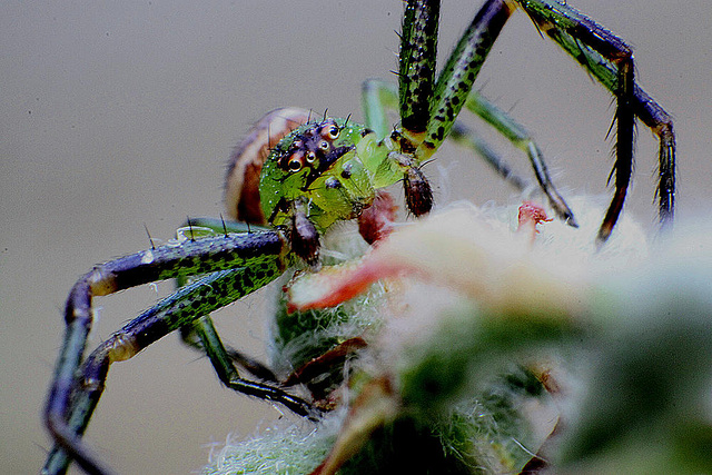 20100422 2329ARw [D-LIP] Krabbenspinne {Grüne-} (Diaea dorsata), Bad Salzuflen