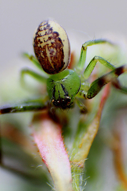 20100422 2333ARw [D-LIP] Krabbenspinne {Grüne-} (Diaea dorsata), Bad Salzuflen