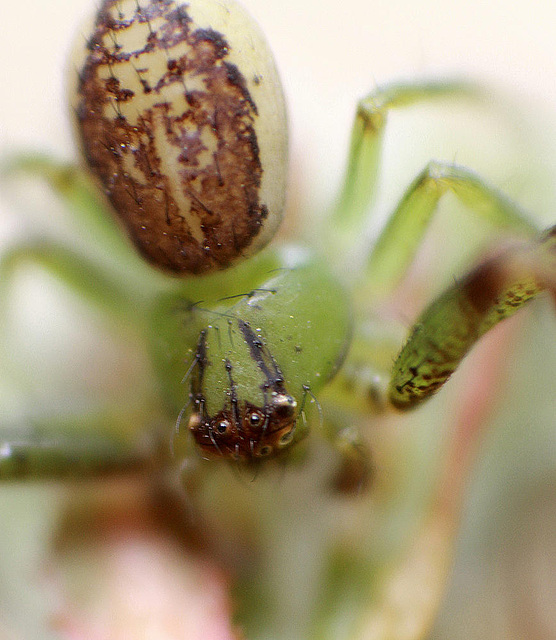 20100422 2335ARw [D-LIP] Krabbenspinne {Grüne-} (Diaea dorsata), Bad Salzuflen