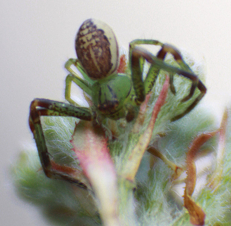 20100422 2336ARw [D-LIP] Grüne Krabbenspinne (Diaea dorsata), Bad Salzuflen