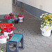 Primiz - Nachbars Blumenteppich