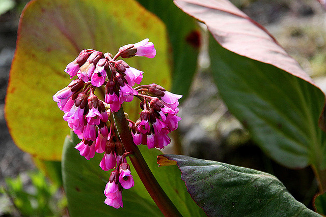 20100422 2341Aw [D~LIP] Beinwell (Symphytum officinale), UWZ, Bad Salzuflen