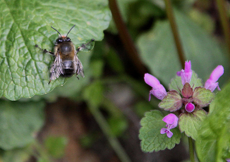 20100422 2344Aw [D~LIP] Rote Taubnessel (Lamium purpureum), Pelzbiene (Anthophora plumipes), UWZ, Bad Salzuflen