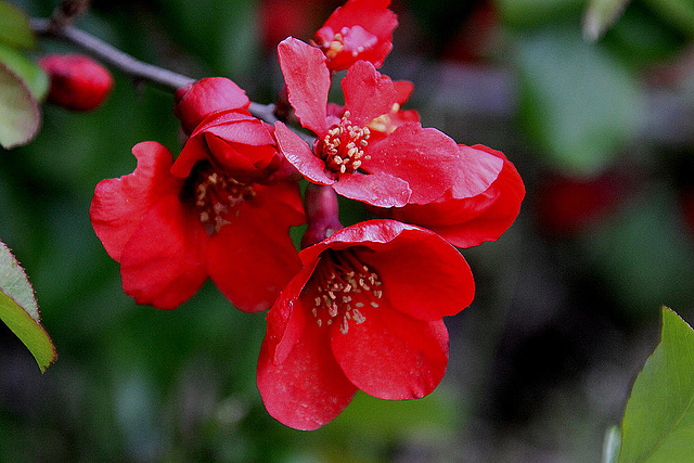 20100422 2345Aw [D~LIP] Zierquitte (Chaenomeles), UWZ, Bad Salzuflen