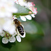 20100516 3497Mw [D~LIP] Honigbiene, Apfelbeere, Bad Salzuflen