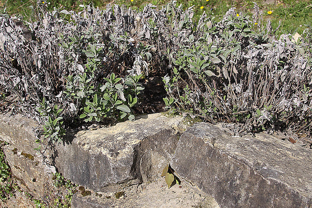 20100422 2352Aw [D~LIP] Garten-Salbei (Salvia officinalis), leeres Stockenten-Nest, UWZ, Bad Salzuflen