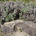 20100422 2352Aw [D~LIP] Garten-Salbei (Salvia officinalis), leeres Stockenten-Nest, UWZ, Bad Salzuflen