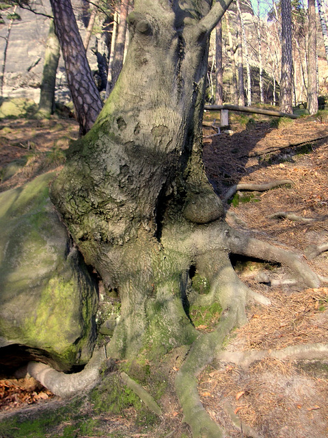 Bäume auf Steinen