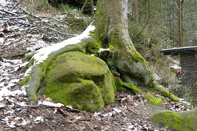 Bäume auf Steinen