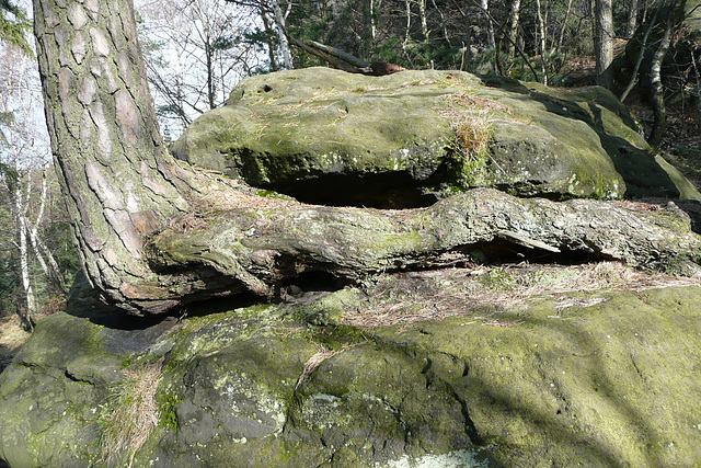 Bäume auf Steinen - arboj sur ŝtonoj