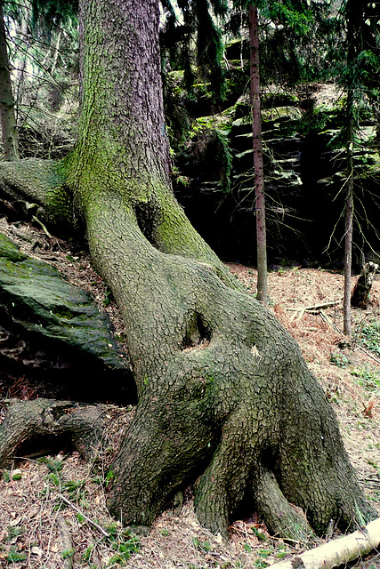 Bäume auf Steinen - arboj sur ŝtonoj