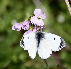 20100422 2360Aw [D~LIP] Kleiner Kohlweißling (Pieris rapae) [Rapsweißling], Wiesenschaumkraut (Cardamine pratensis), UWZ, Bad Salzuflen